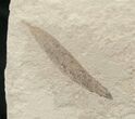 Fossil Cedrelospermum & Pseudosalix Leaves - Green River Formation #16342-2